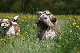 SHIH TZU 262